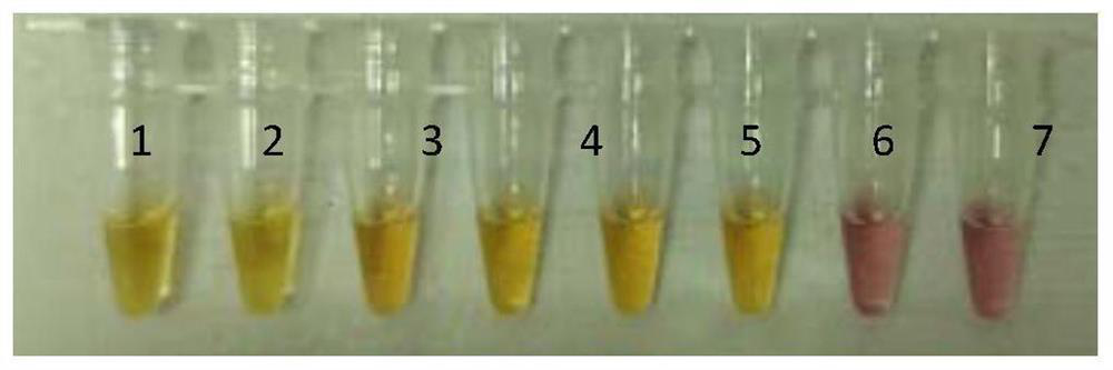 LAMP (loop-mediated isothermal amplification) detection primer group and kit for burkholderia gladioli and preparation method of freeze-dried microspheres