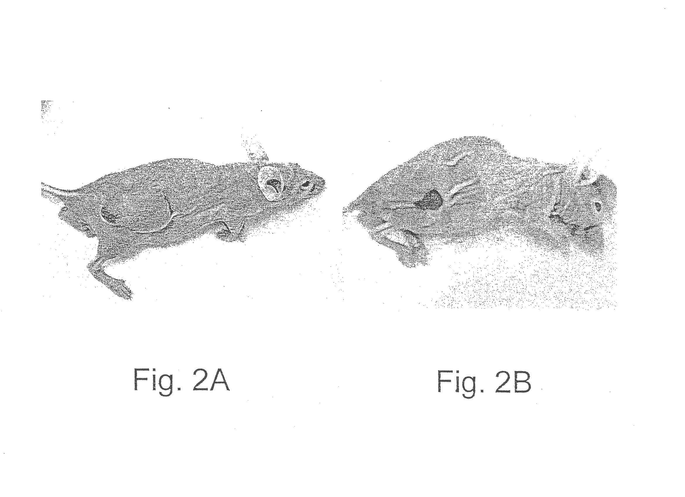 Methods and uses of leptin in hepatocellular carcinoma