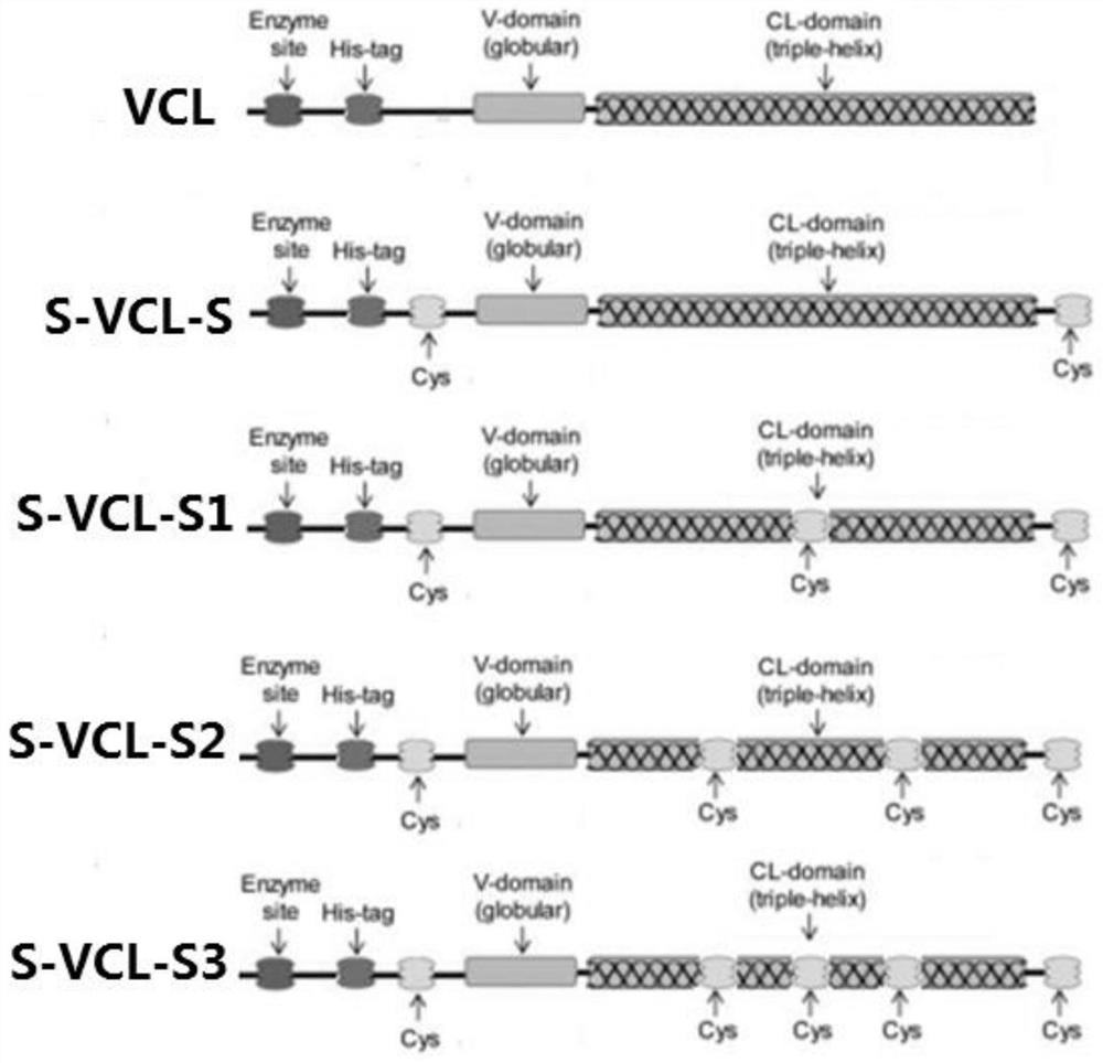 Collagen for preparing hydrogel and preparation method of collagen