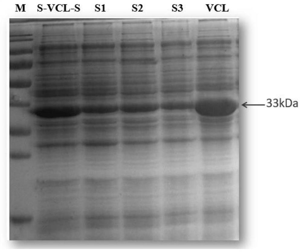 Collagen for preparing hydrogel and preparation method of collagen