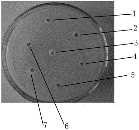 Vancomycin-resistant methicillin-resistant Staphylococcus aureus and application thereof