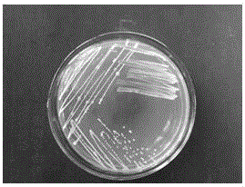 Vancomycin-resistant methicillin-resistant Staphylococcus aureus and application thereof