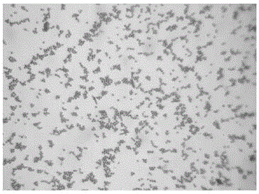 Vancomycin-resistant methicillin-resistant Staphylococcus aureus and application thereof