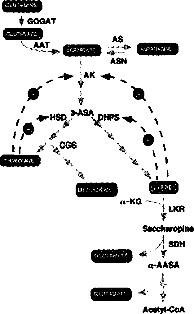 Method of increasing lysine content in paddy rice seed and special carrier