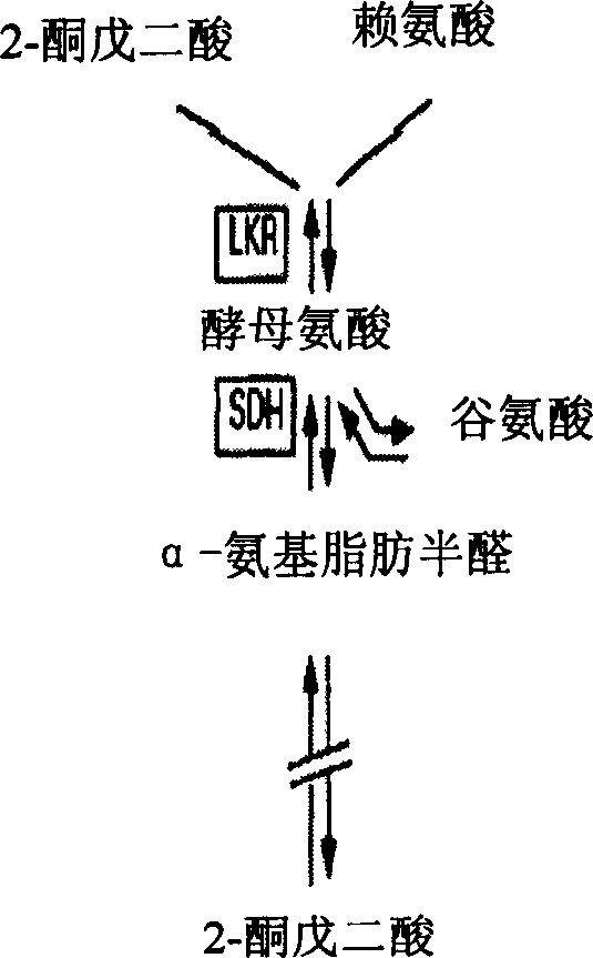 Method of increasing lysine content in paddy rice seed and special carrier