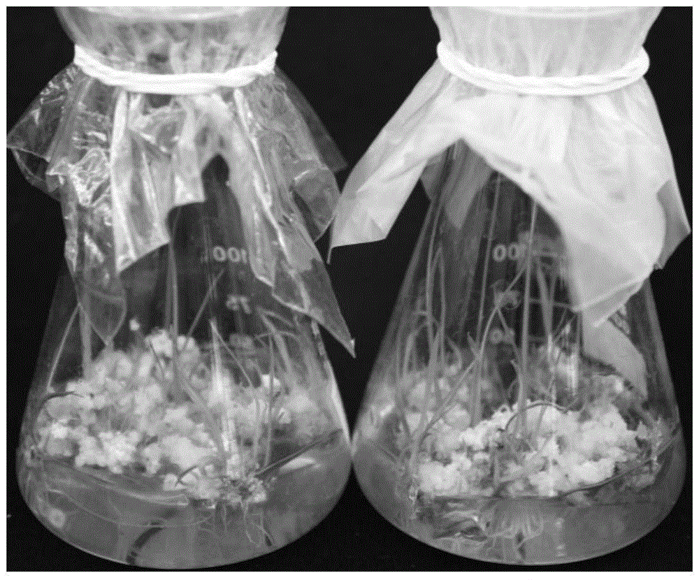 Rice callus differentiation culture medium as well as preparation method and application thereof