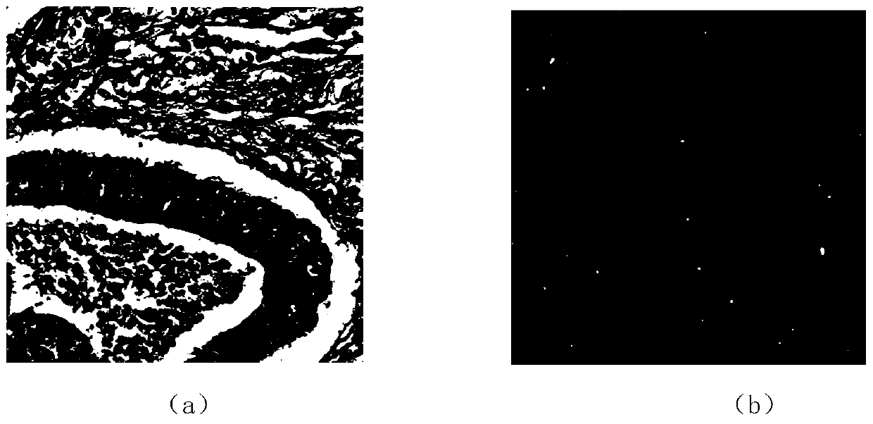 Biological cell counting method based on convolutional neural network and feature fusion