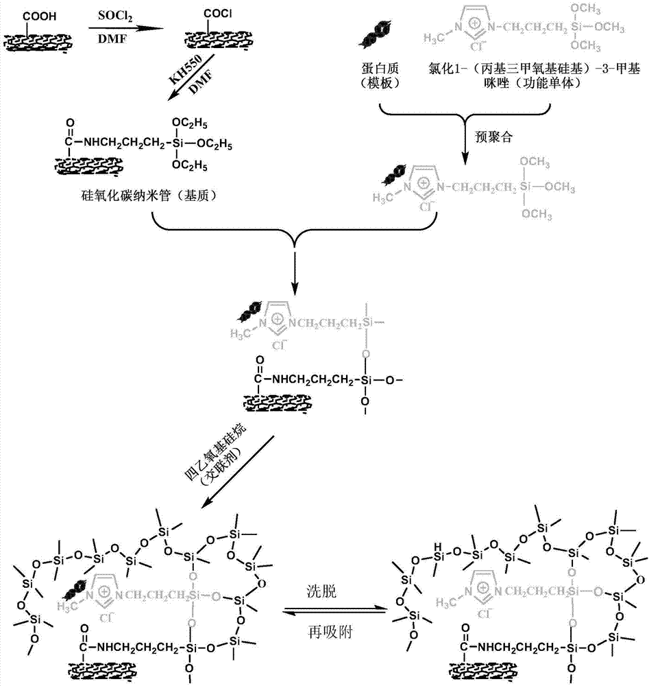 Bovine serum albumin surface molecular imprinted polymer and preparation method thereof