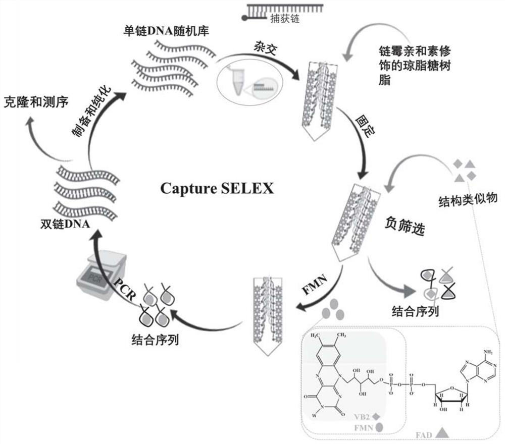 Nucleic acid aptamer of flavin mononucleotide as well as screening method and application of nucleic acid aptamer