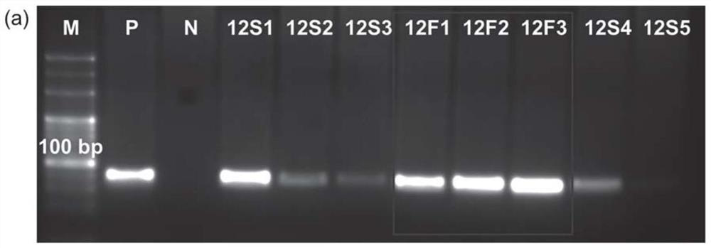 Nucleic acid aptamer of flavin mononucleotide as well as screening method and application of nucleic acid aptamer