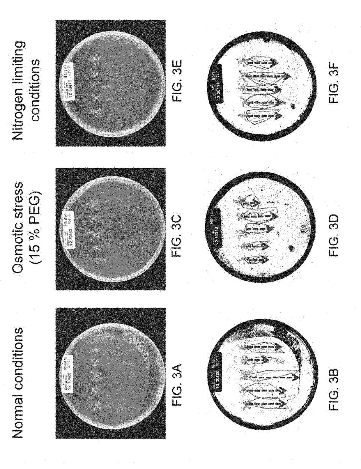 Isolated polynucleotides and polypeptides, and methods of using same for increasing nitrogen use efficiency of plants