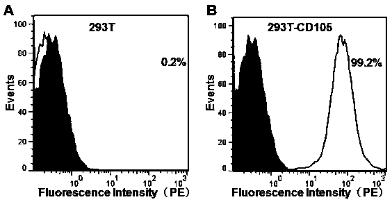 Endoglin nucleic acid aptamer based on CRISPR/Cas9 and application