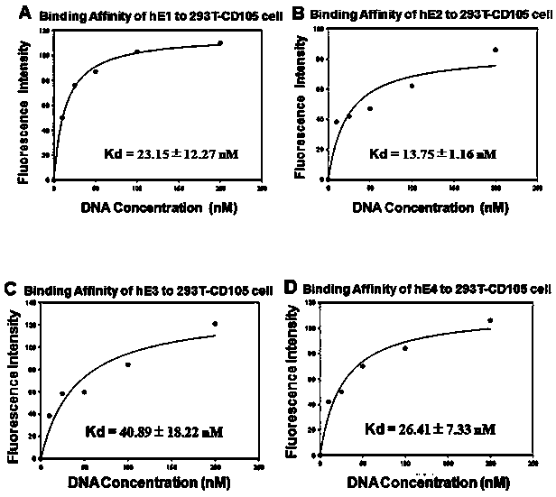 Endoglin nucleic acid aptamer based on CRISPR/Cas9 and application