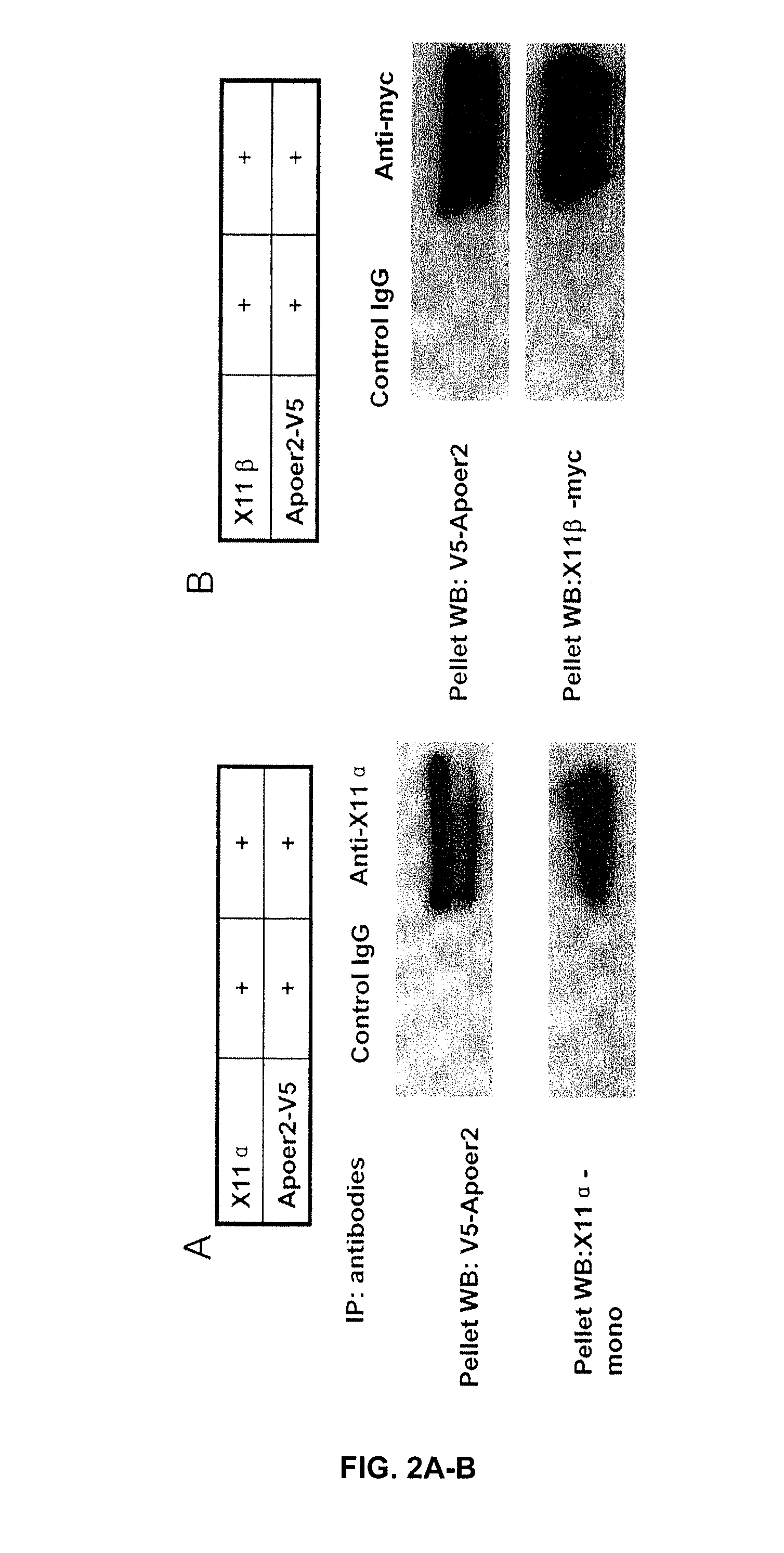 Treatment of alzheimer's disease with inhibitors of apoe binding to apoe receptor