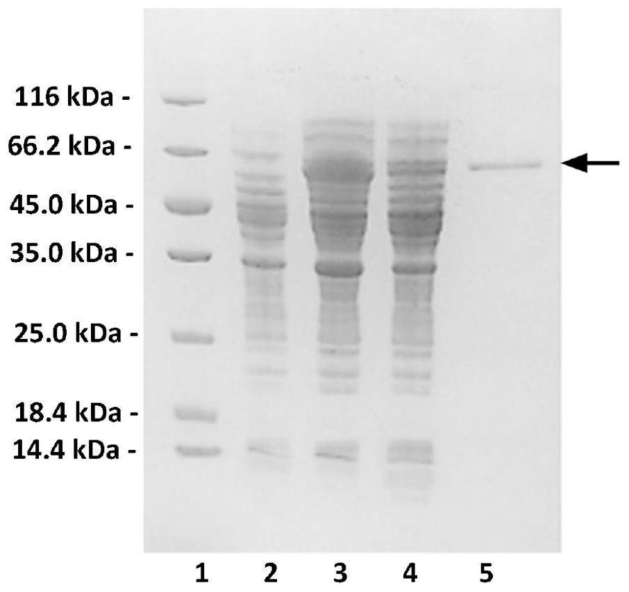 An endo-type bifunctional alginate lyase aly2 producing multiple monosaccharide products, its encoding gene and application