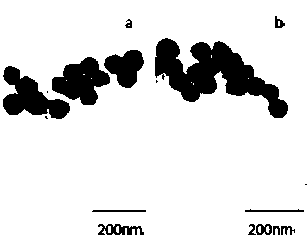 Composite tumor antibody vaccine using bacterial nano-magnetosome as carrier, and preparation method thereof