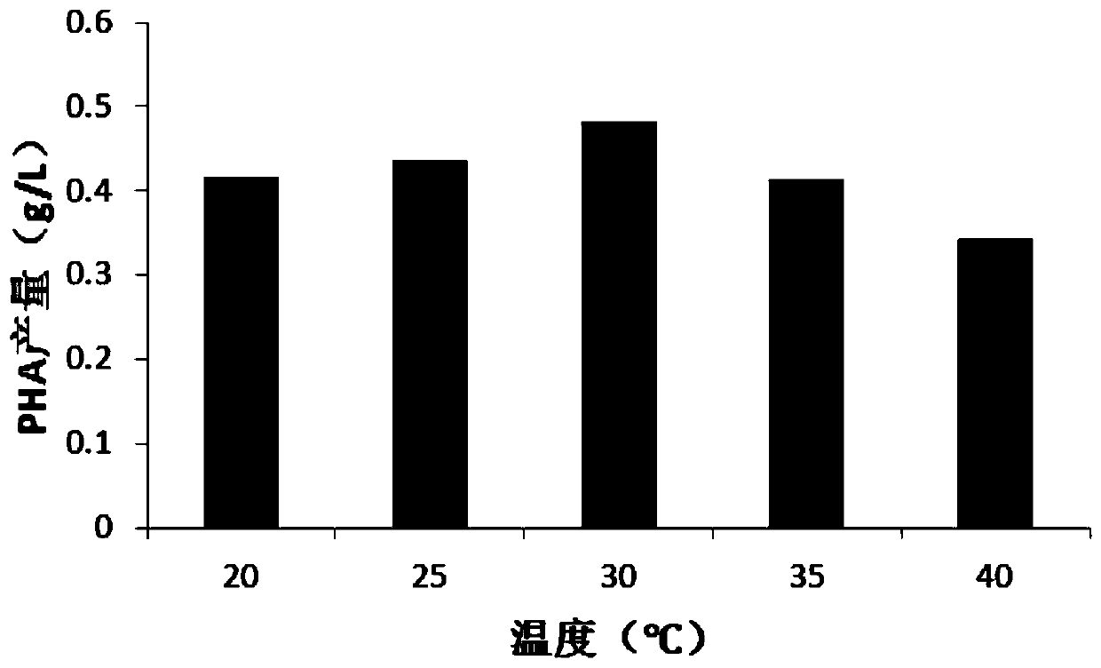 Pseudomonas putida WP07, preparation method and purpose