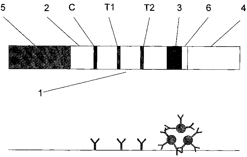 Magnetic immuno-chromatographic test paper strip for quantitatively detecting PSA and fPSA in blood and preparation method thereof