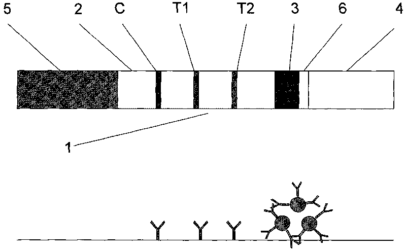 Magnetic immuno-chromatographic test paper strip for quantitatively detecting PSA and fPSA in blood and preparation method thereof