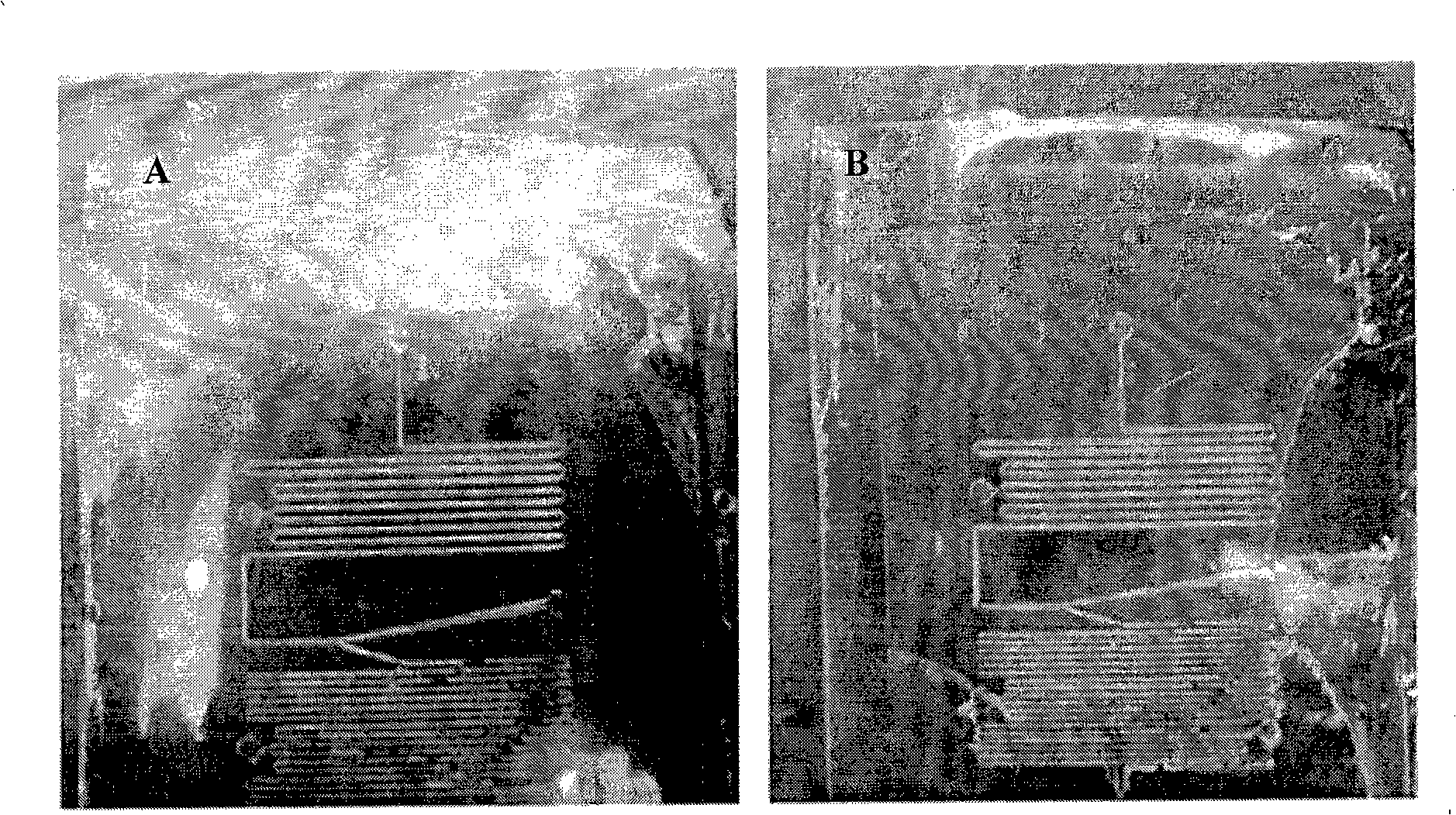 Novel polymer based microfluid reactor suitable for photochemistry reaction and preparation method thereof