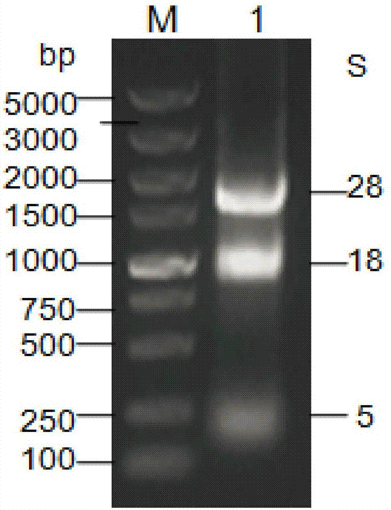 Yeast cDNA library of hog-cholera-virus-resisting VHH antibody as well as construction method and applications of yeast cDNA library