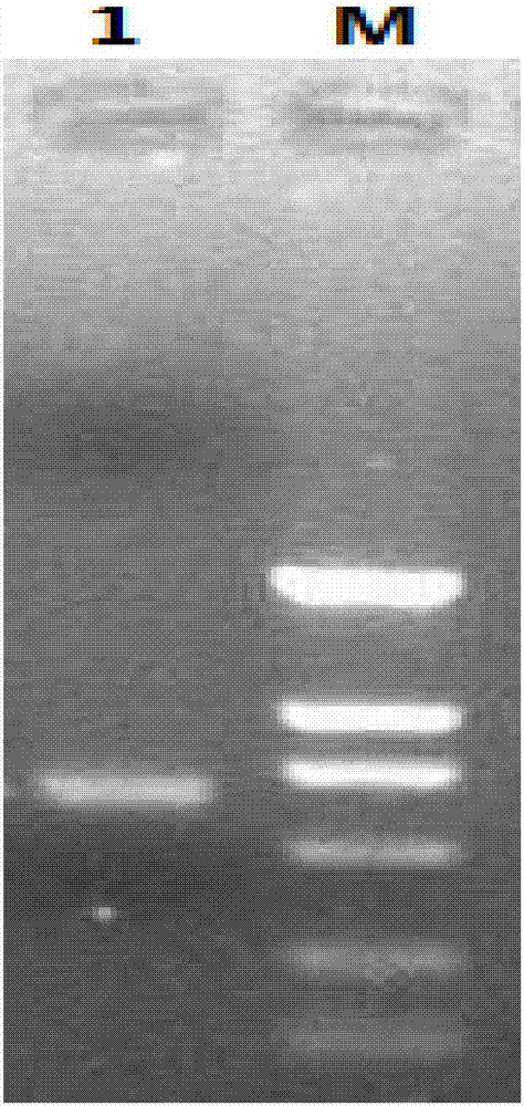 Yeast cDNA library of hog-cholera-virus-resisting VHH antibody as well as construction method and applications of yeast cDNA library