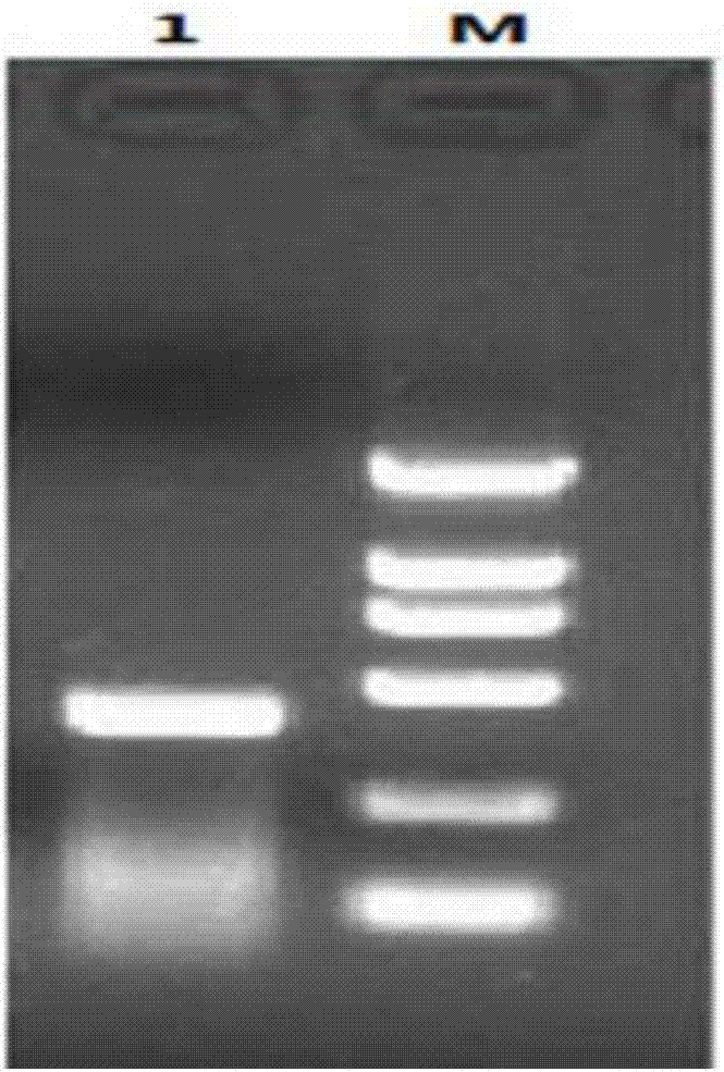 Yeast cDNA library of hog-cholera-virus-resisting VHH antibody as well as construction method and applications of yeast cDNA library