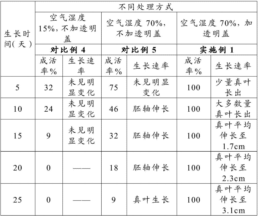 Method for culturing acer catalpifolium plantlet