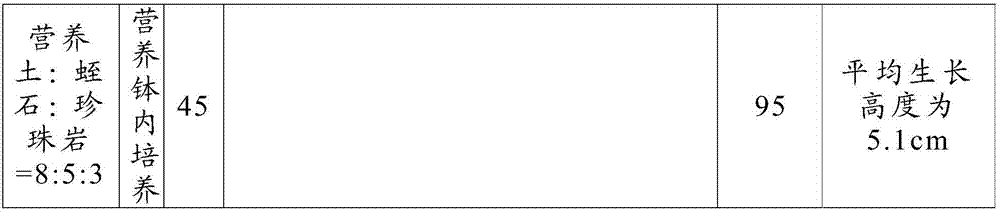 Method for culturing acer catalpifolium plantlet