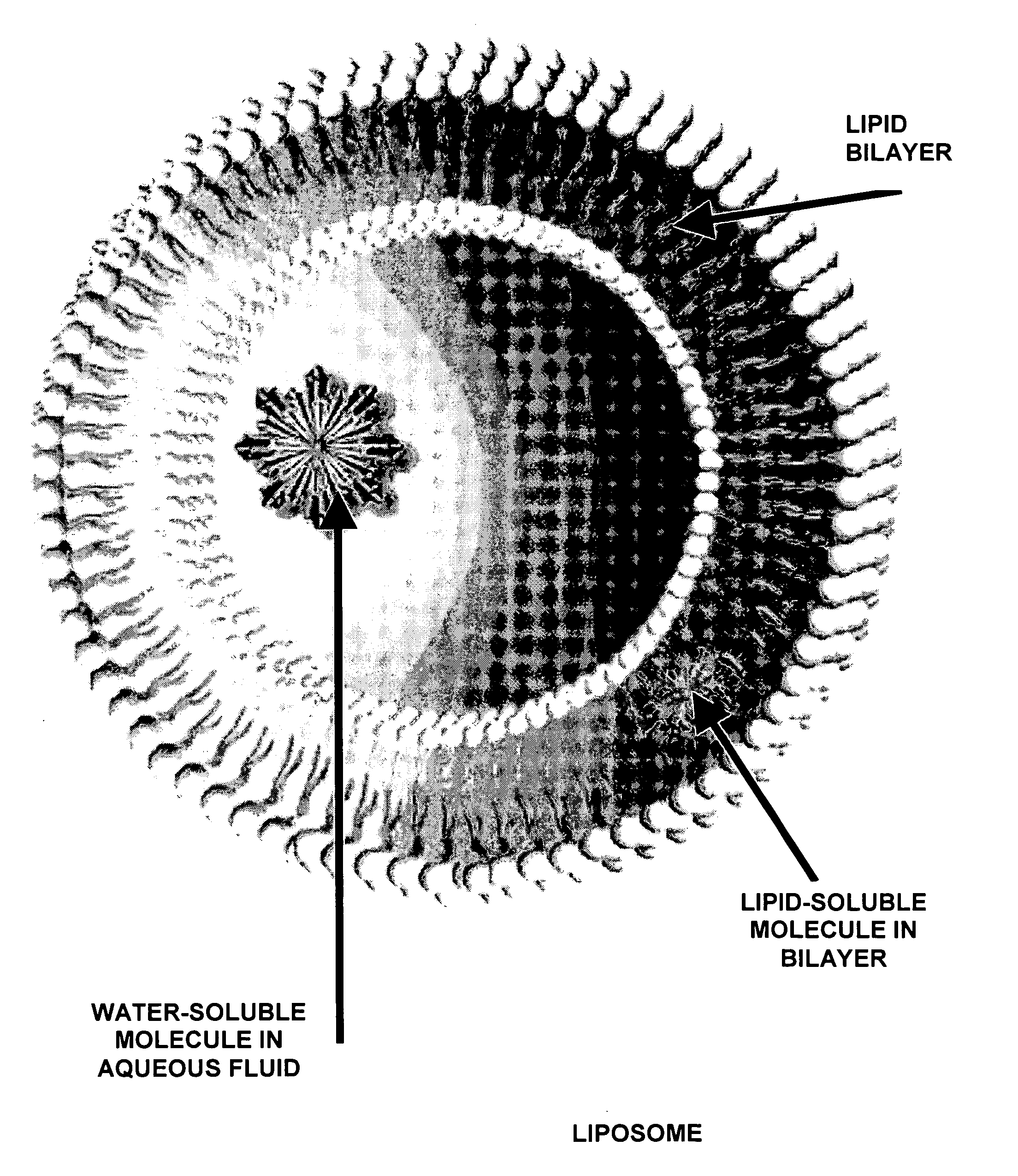 Liposome containing cardiolipin for improvement of mitochondrial function