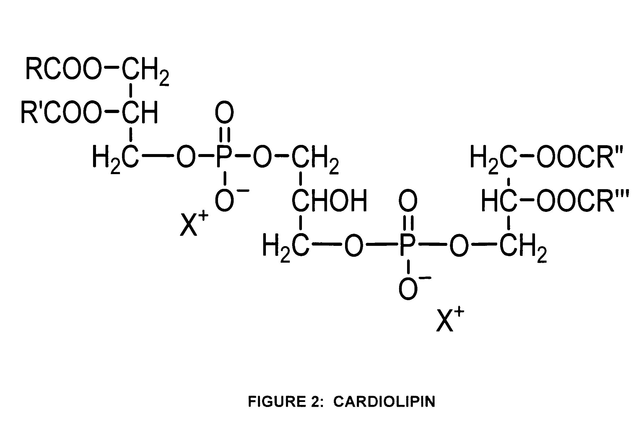 Liposome containing cardiolipin for improvement of mitochondrial function