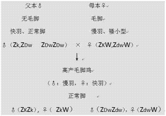 High-yield ranunculus japonicas seed production method