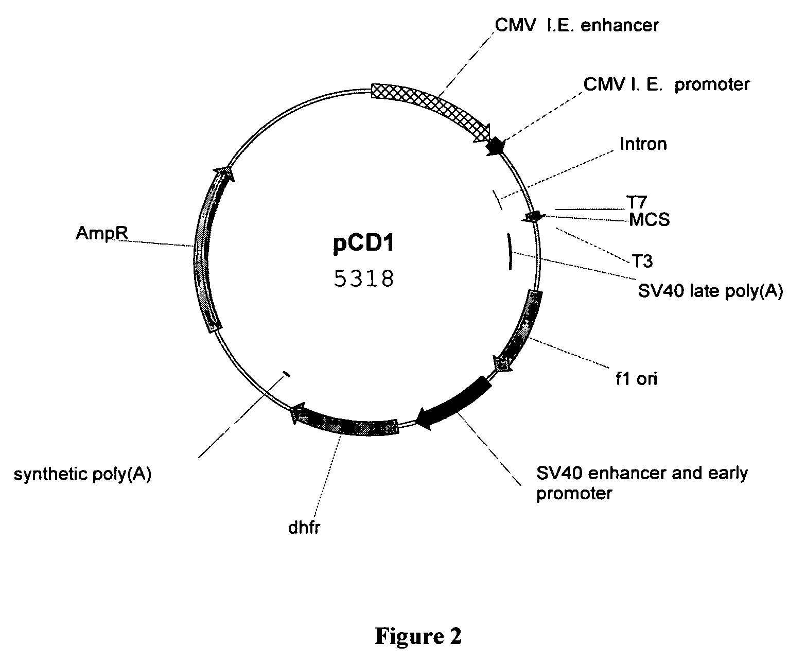 Recombinant human EPO-Fc fusion proteins with prolonged half-life and enhanced erythropoietic activity in vivo