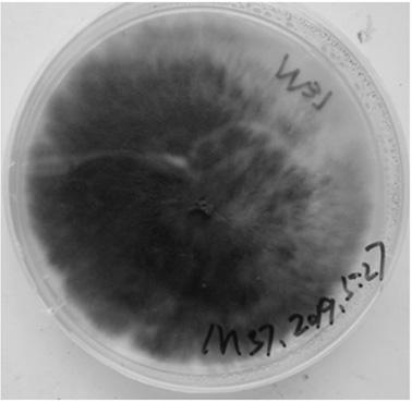 Endophytic fungus capable of promoting schima superba seedling height and ground diameter growth under low phosphorus environment