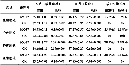 Endophytic fungus capable of promoting schima superba seedling height and ground diameter growth under low phosphorus environment