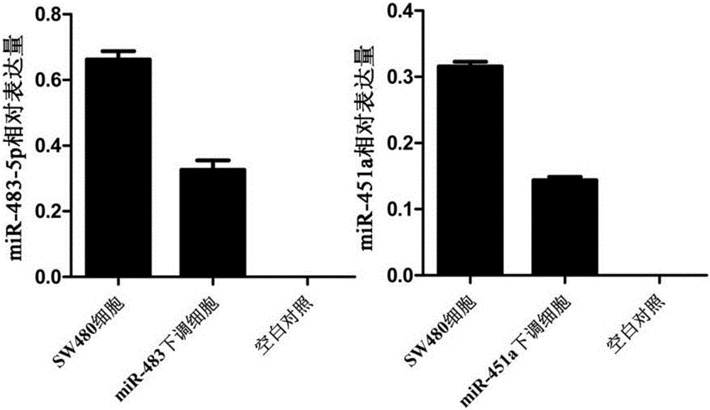 Colorectal cancer metastasis detection primer and kit based on serum exosomal microRNAs