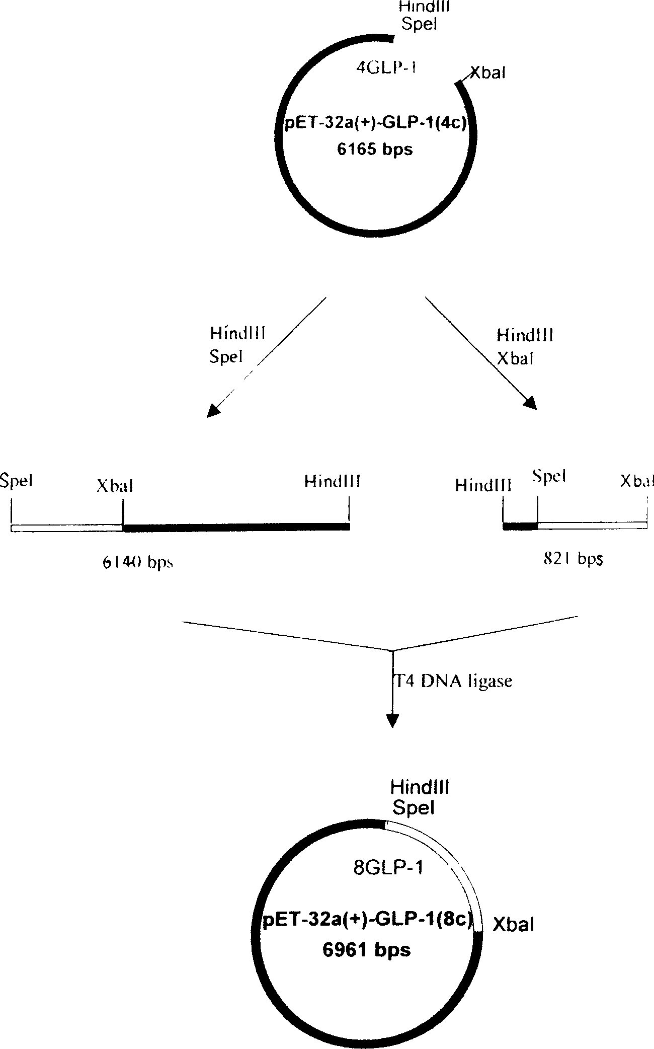 High efficiency experssino human glicentin-1 gene engineering bacteria and its construction method and use