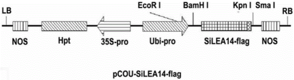 Millet silea14 gene and its application