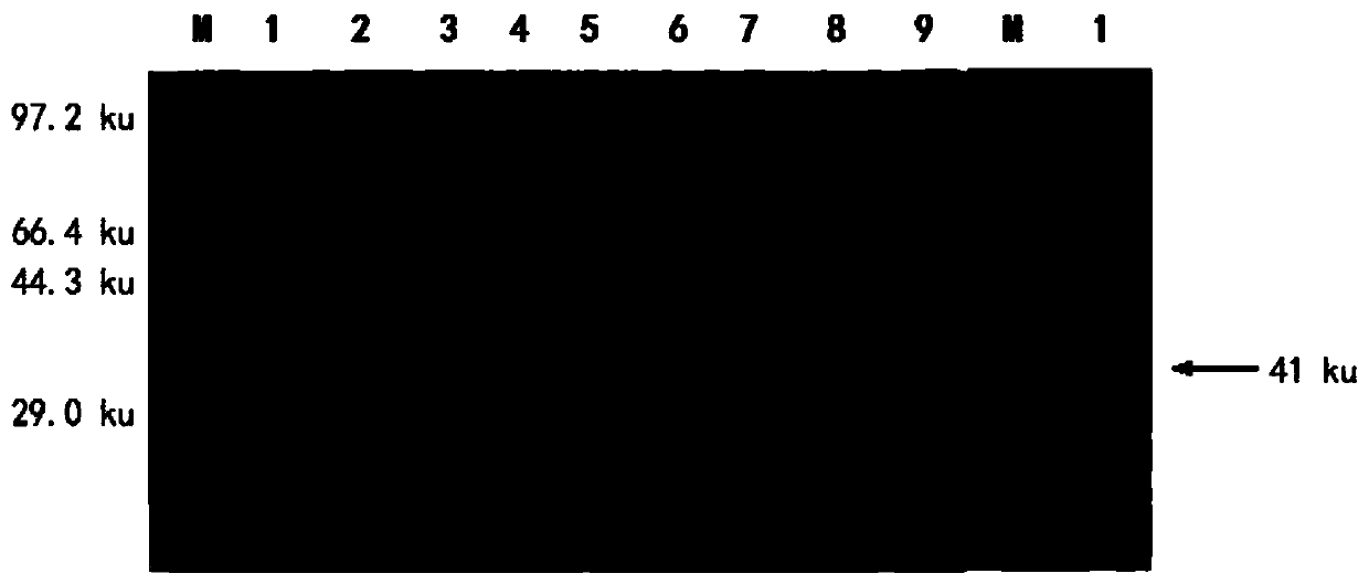 Porcine epidemic diarrhea virus m protein affinity peptide and its screening method