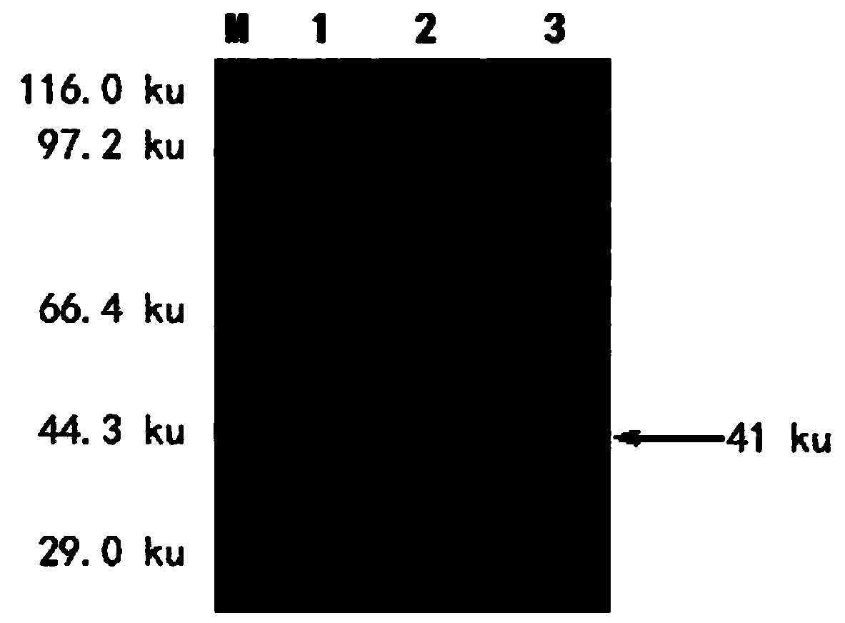 Porcine epidemic diarrhea virus m protein affinity peptide and its screening method