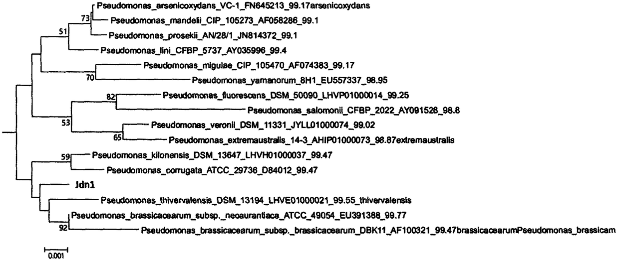 Root knot nematode disease prevention pseudomonas strain Jdn1 and microbial agent thereof