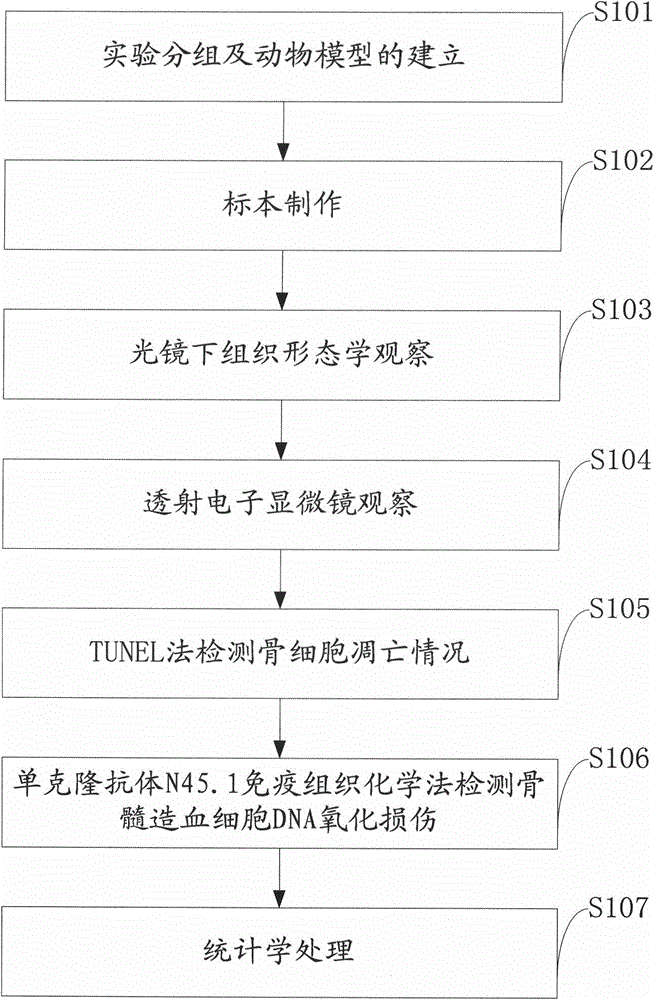 Experimental method for the role of DNA oxidative damage and osteocyte apoptosis in ischemic necrosis