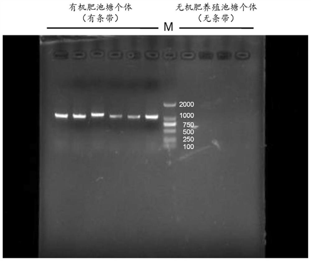 Method for identifying fertilization mode of ictalurus punctatus culture pond