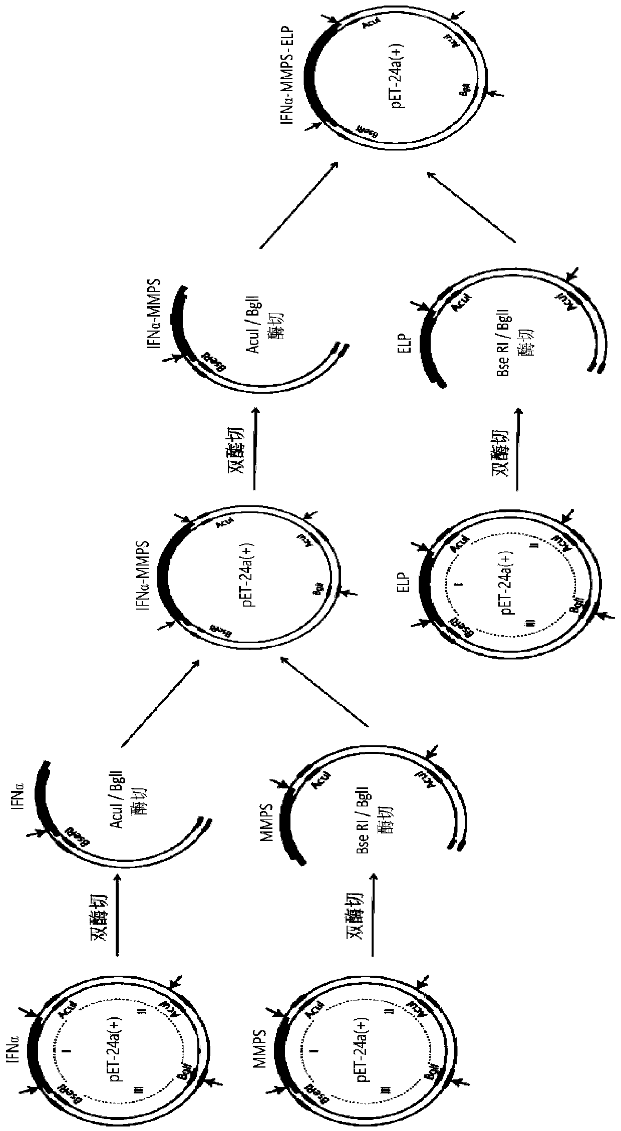 Temperature and enzyme responsive protein polymer conjugate, and preparation method and application of conjugate