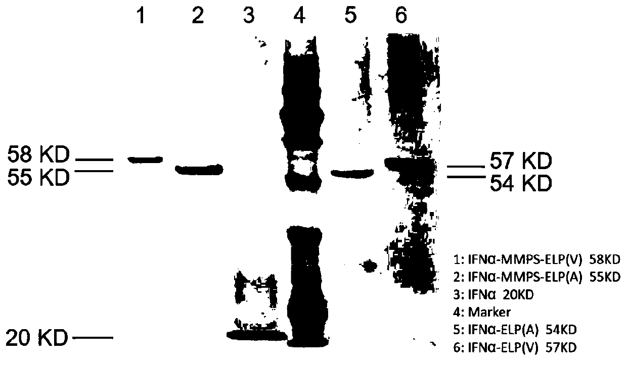 Temperature and enzyme responsive protein polymer conjugate, and preparation method and application of conjugate