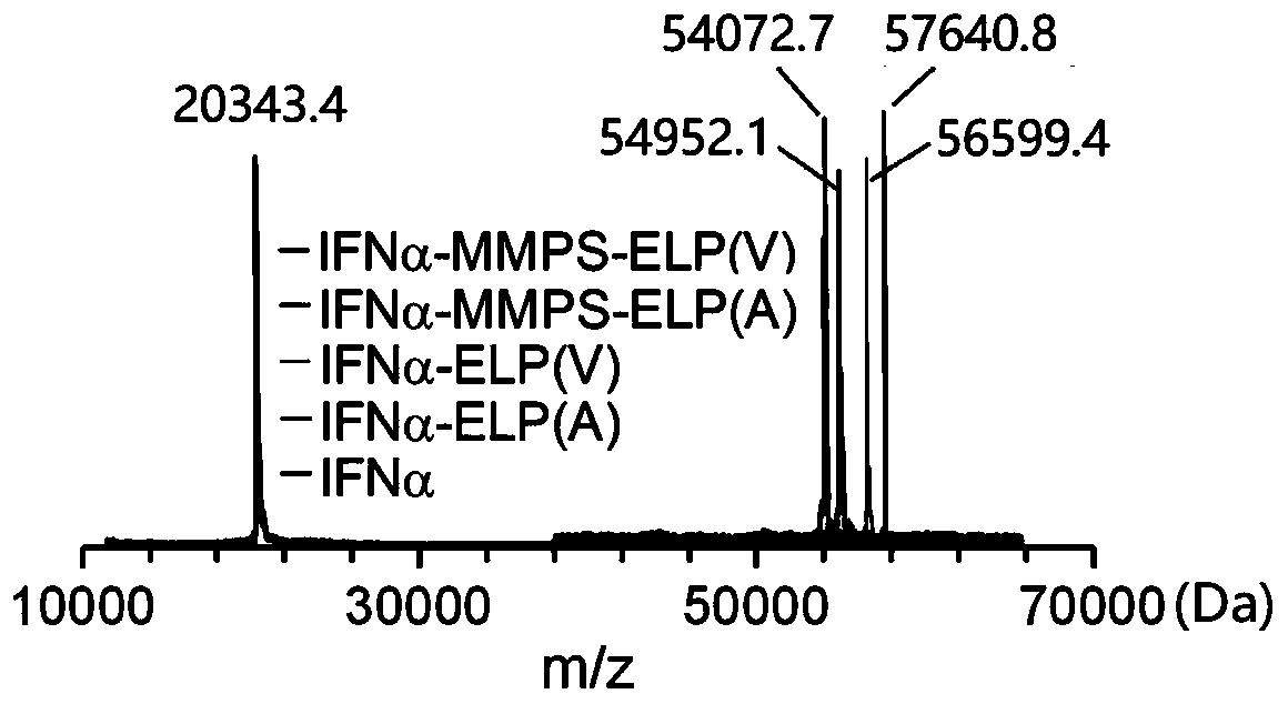 Temperature and enzyme responsive protein polymer conjugate, and preparation method and application of conjugate