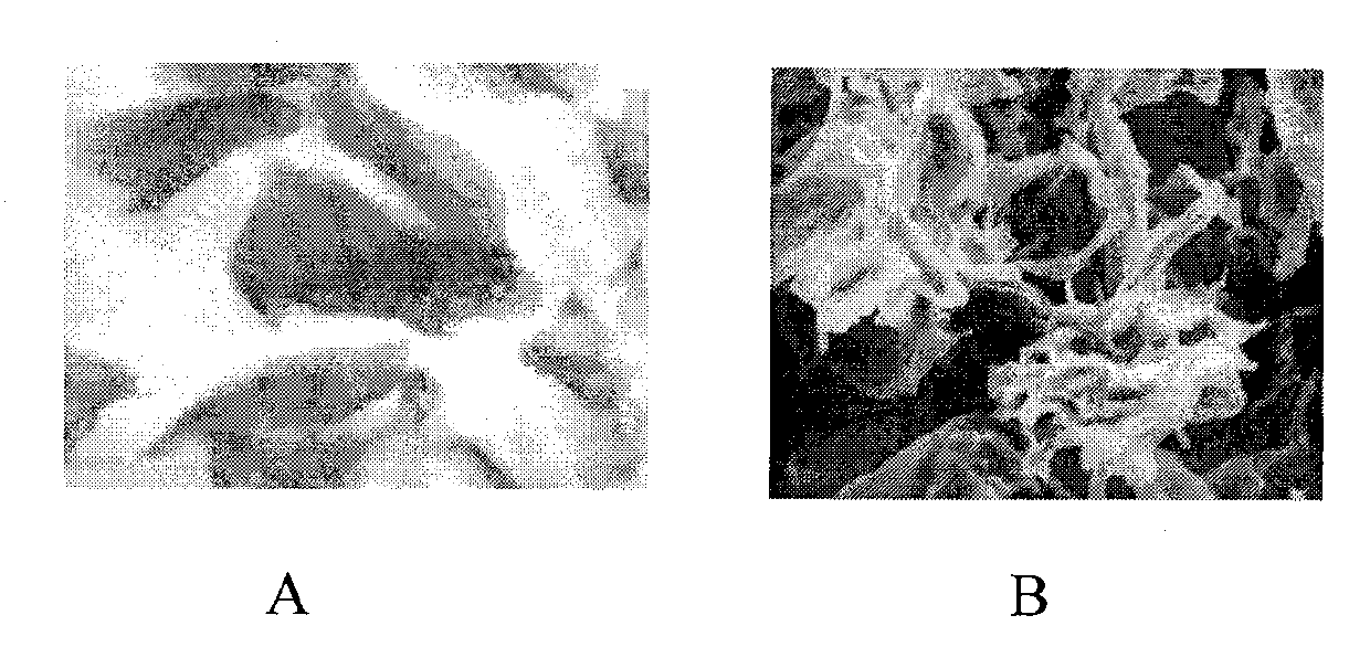 Cartilage derived collagen sponge scaffold and preparation method thereof