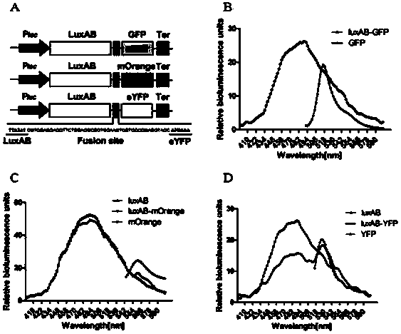 Method for detection of protein-protein interaction through a BRET technology based on bacterial Luciferase