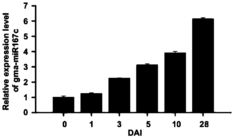 microRNA for promoting plant nodulation and nitrogen fixation and application thereof