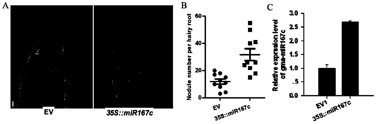 microRNA for promoting plant nodulation and nitrogen fixation and application thereof